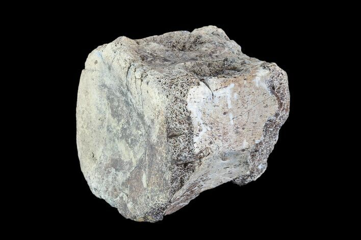 Bargain, Hadrosaur Vertebra - Alberta (Disposition #-) #93226